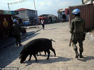A soldier of the MINUSTAH (United Nations Stabilization Mission in Haiti) peacekeeping contingent walking past a pig while patrolling in the Cite Soleil slum of Port-au-Prince in 2014. (AFP/ File Photo)