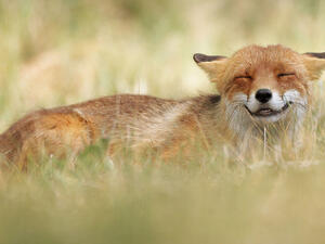 الثعلب الضاحك