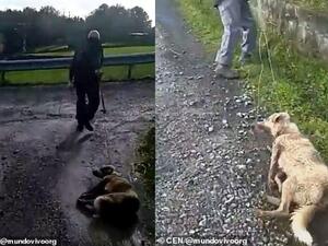 A hunter was filmed dragging a new mother dog - which had just given birth to six puppies - along the ground by a rope after reportedly shooting her. (CEN/ Daily Mail)