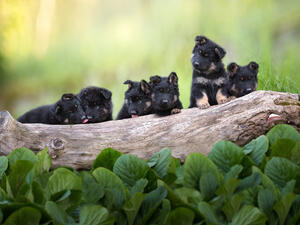 (Shutterstock)	