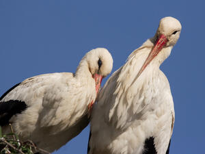 (Shutterstock)	