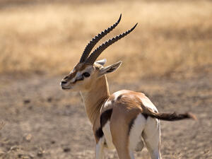 (Shutterstock/ File Photo)
