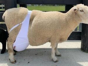 Sheep wears human bra (Twitter)