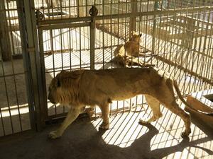 Malnourished lion and lioness rest in its cages after receiving treatment at al-Qureshi park in the Sudanese capital Khartoum on January 23, 2020. ASHRAF SHAZLY / AFP