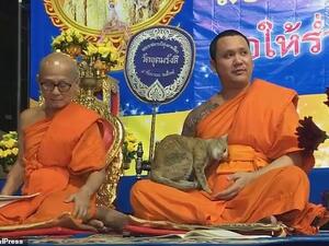 Nophayong Sookphan, who took video, said it jumped on monk at quarter to 12. (ViralPress)