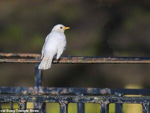 Pictured: The white blackbird in Minster, Dorset, which is more vulnerable to predators due to its colourless feathers. (David Boag/ Triangle News)