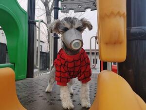 Chinese pet owners are flocking to buy face masks to protect their dogs from the deadly novel coronavirus, which has killed at least 170 people in the country and infected 7,903 worldwide (dailymail)
