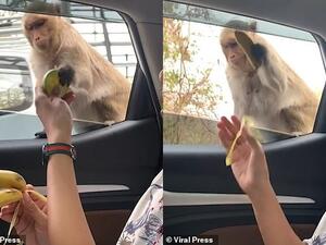 The uninvited animal appears furious at the offer of healthy snacks. (Viral Press/ Video Screenshot)