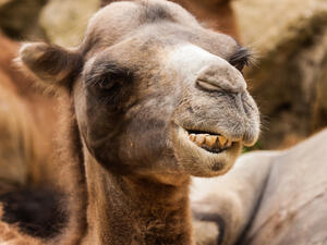 (Shutterstock)	