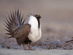 Greater sage grouse (Shutterstock)	