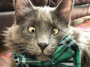 Three-year-old Belarus, from San Francisco, has an eye condition called 'strabismus,' which causes him to be cross-eyed, but thankfully it is not painful and does not impair his vision. Photos of his adorably goofy expression have won the hearts of 257,000 Instagram followers (Instagram)