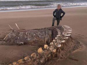 The intriguing beast was found on the Aberdeenshire coastline on Sunday as the country endured 90mph winds and torrential rain. (Facebook)