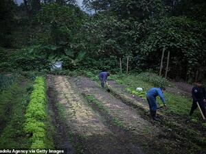 The actor, who has reportedly earned £31million as the brand's ambassador, said he was saddened after youngsters were filmed working eight-hour days on plantations for less than £5 (file photo, Tena, Cundinamarca, Colombia/Getty Images)
