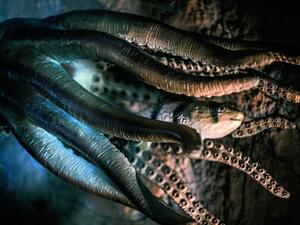 ما تفسير الحلم بالاخطبوط في المنام؟