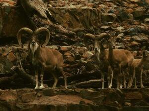 Sheep Urial (Twitter)