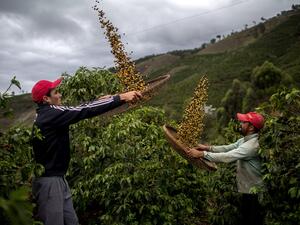 FARMERS Eduardo de Jose Protazio, left, and Joao Paulo Rodrigo winnow arabica beans on their family farm in Brazil in 2017. Much of the farm’s beans are exported. (Mauro Pimentel AFP/Getty Images)