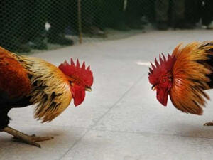 ديكان يتصارعان