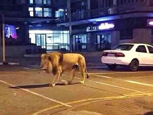 "بوتين" يطلق العنان لـ500 أسد في الشارع لفرض الحجر المنزلي