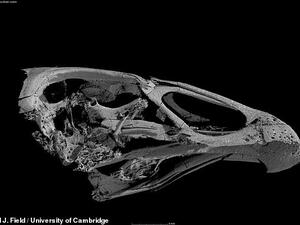 The fossil has been dated back to almost 67 million years ago — meaning that the birds lived alongside dinosaurs for around a million years before the latter died out. (Daniel Field of the University of Cambridge)