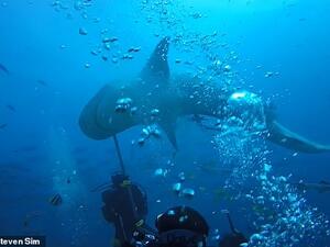 Diving instructors desperately jabbed the shark with metal poles to get it to swim away. (YouTube) Diving instructors desperately jabbed the shark with metal poles to get it to swim away. (YouTube)