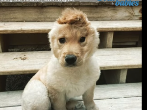 Rae - "ear" spelled backward - was brought to Family Friends Veterinary Hospital in Grand Rapids as a newborn because she required emergency surgery. (YouTube/ Screenshoy)