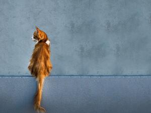 ما تفسير الحلم بالقطط الصغيرة في المنام؟