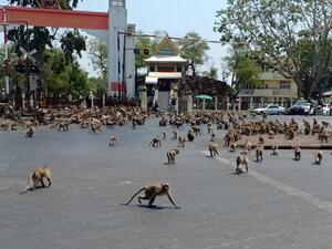 مئات القرود الجائعة تجتاح شوارع تايلند بحثًا عن الطعام