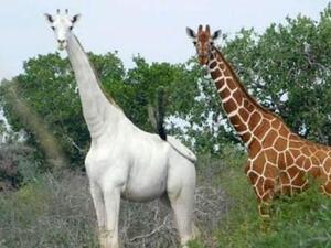 آخر زرافة بيضاء على وجه الأرض