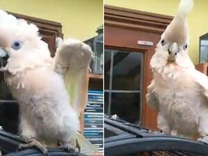 الببغاء آشر