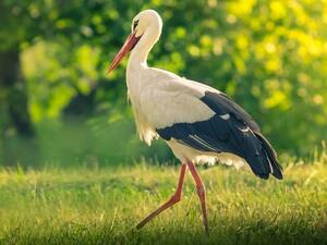 طائر اللقلق