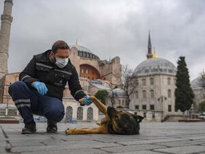 A member of Istanbul Metropolitan municipality plays with a stray dog near empty Hagia Sophia square in Istanbul on 1 April 2020 (AFP)