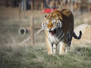 One of the 39 tigers rescued in 2017 from Joe Exotic's G.W. Exotic Animal Park walks around its enclosure at the Wild Animal Sanctuary on April 5, 2020 in Keenesburg, Colorado. AFP One of the 39 tigers rescued in 2017 from Joe Exotic's G.W. Exotic Animal Park walks around its enclosure at the Wild Animal Sanctuary on April 5, 2020 in Keenesburg, Colorado. AFP