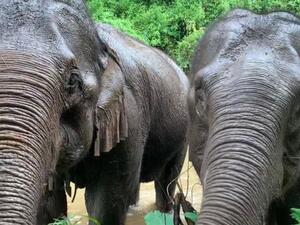 فيل - تايلاند