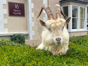 الماعز يغزو شوارع بريطانيا الفارغة.. والسكان خلف النوافذ يشاهدون المنظر