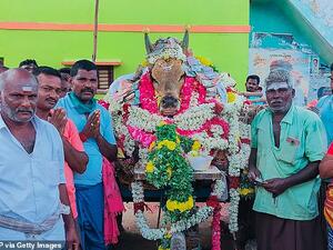Villagers gather around the body of a racing bull during its funeral in Madurai. (AFP/File)