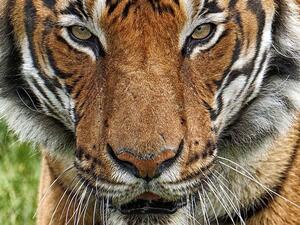 انثى النمر "نادية"