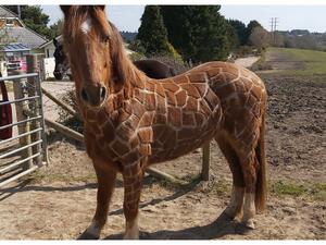 الحصان الزرافة 