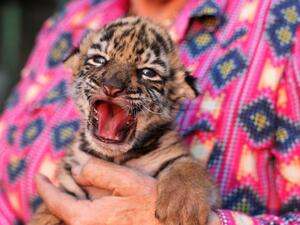 النمر "كوفيد"