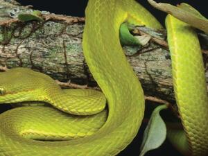 الثعبان سالازار 