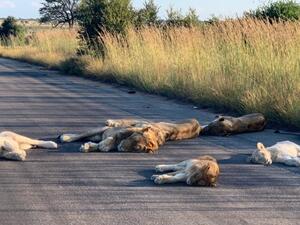 منتزه "كروغر" الوطني 