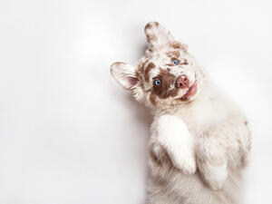 (Shutterstock/ File Photo)