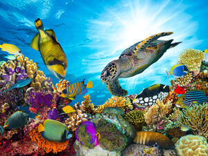 (Shutterstock/ File Photo)