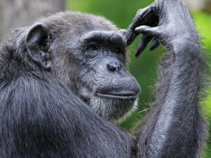 (Shutterstock/ File Photo)