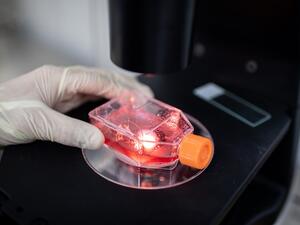 In this file picture taken on April 29, 2020, an engineer looks through a microscope at monkey kidney cells as he checks tests on an experimental vaccine for the COVID-19 coronavirus inside the Cells Culture Room laboratory at the Sinovac Biotech facilities in Beijing. The global death toll from the coronavirus pandemic topped a quarter of a million on May 5, 2020, with the US government predicting a further surge in fatalities as an international vaccine drive garnered 8 billion USD in pledges. NICOLAS ASF