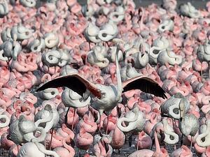 A flamingo spreads his wings among flocks of others standing in a pond in Navi Mumbai on May 14, 2020. Punit PARANJPE / AFP