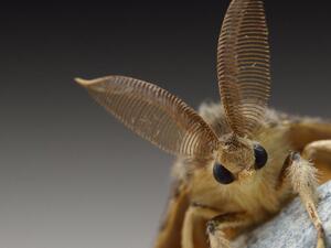 عثة الغجر الآسيوي العملاقة