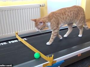 Indy the cat from Turkey learns how to use his owner's treadmill by chasing a ping pong ball in a hilarious video. (YouTube Screenshot)