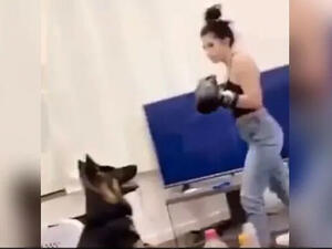 أميركية تمارس الملاكمة على كلبها بوحشية