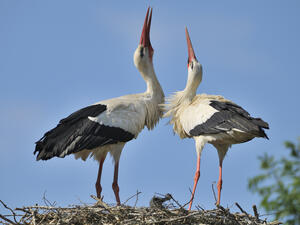 طائر اللقلق