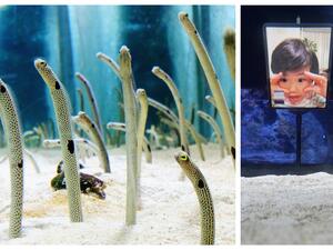 أسماك الأنقليس 